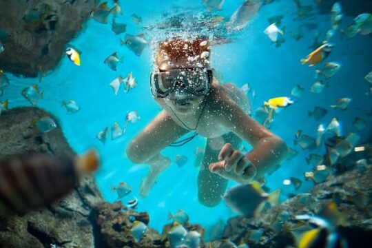 Catalina Island Snorkeling Adventure with Altos de Chavon