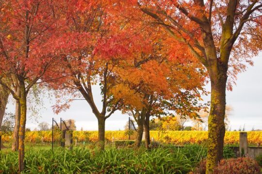 Private Tour: Winter Wine and Scenic Delights Tour from Blenheim