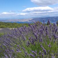 Bus & Minivan Tours