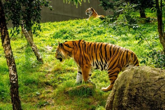 Dublin Zoo Skip-the-line Tickets and Private Transfers