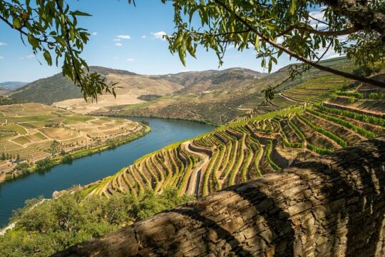 Private tour with 3 wineries and viewpoint