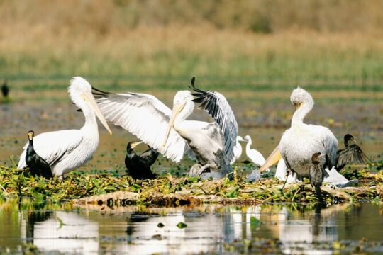 Lake Skadar: Early-morning Birdwatching and Photography Tour