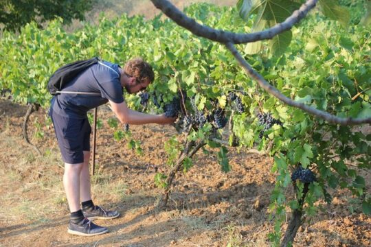 Berat Grand Wine Tasting & Food Tour