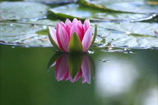 Private Round-Trip Transfer from Paris to Giverny