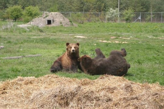 Visiting a Bear and Wolf Sanctuary