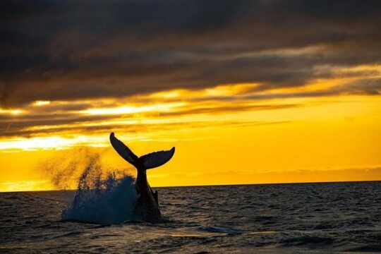 Los Cabos Whale Watching and Sunset Tour