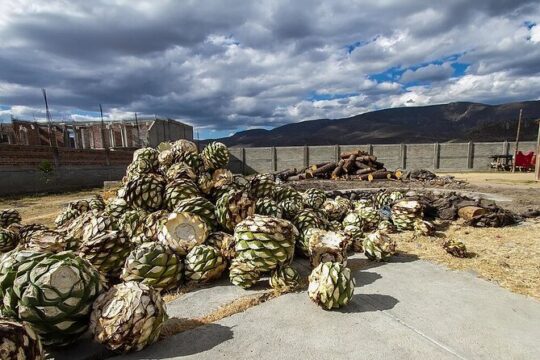 El Tule, Teotitlán, Mitla, Hierve el Agua and Mezcal Factory