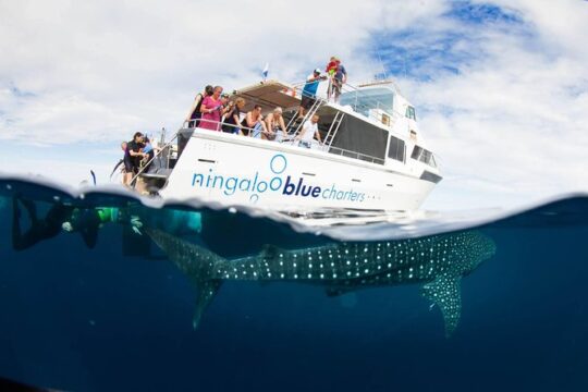 VIP luxury chartered escapes, exploring the reef at your own pace
