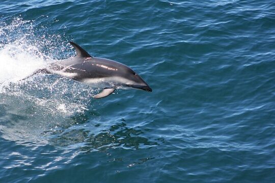 Dolphin Watching from Faro