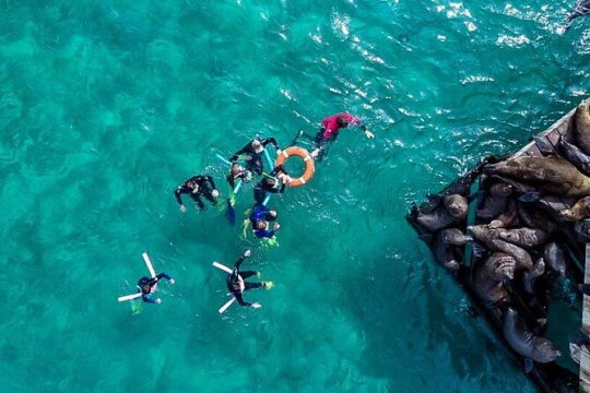Private 2hr Seal swim Cruise Mornington Peninsula