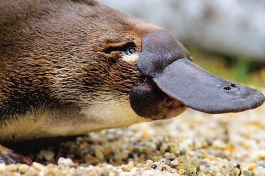 2 Day Great Ocean Road Tour and Platypus paddle