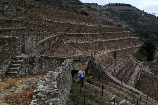 Hiking Through Douro Valley Wine Region