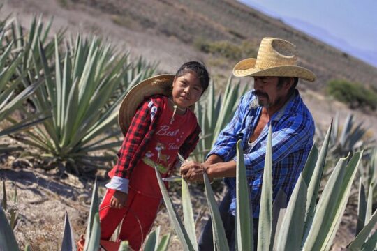 Artisanal Mezcal distillery in an authentic Zapotec village