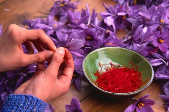 Olmedo Guided Saffron Laboratory Tour with Tasting