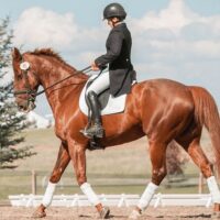 Horseback Riding