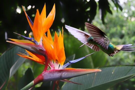 Private Tour Island of Tobago