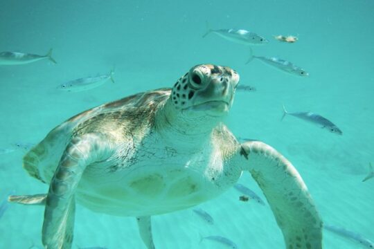 Explore and Discover Barbados By Land & By Sea