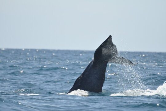 Los Cabos Humpback Whale: 10-Hour Tour 3 Hours of Whale Watching