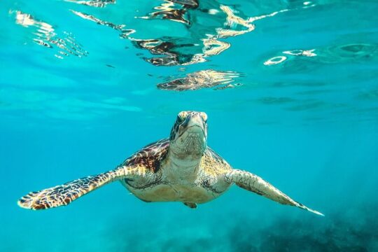 Tulum Adventure Combo: Mayan Ruins and Reef Snorkeling