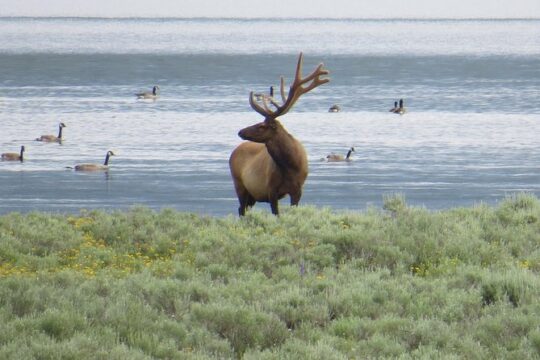 2-Day Private Tour of Yellowstone National Park Lower & Upper Loops