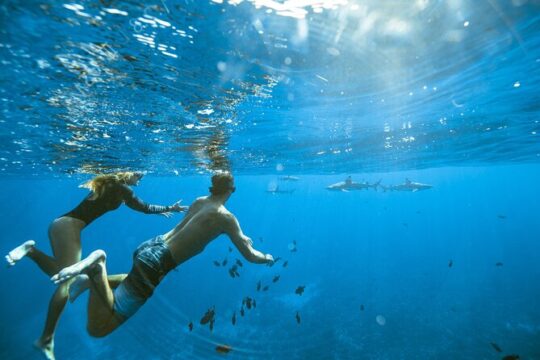 Private Discovery of the Marine Fauna of Moorea