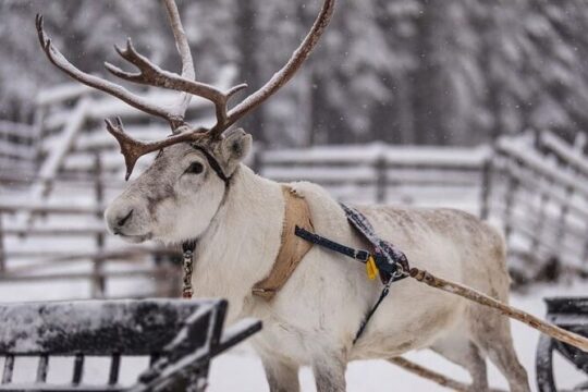 Reindeer Sleigh Ride in the Arctic Forest 2.5 Km