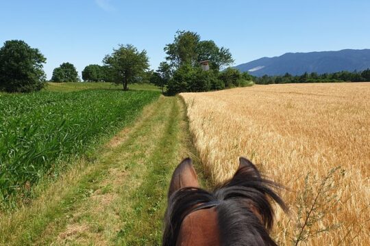 Horseback Riding In Bled
