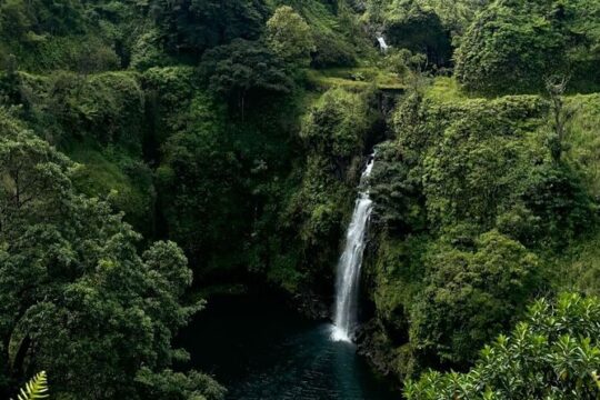 Maui’s Sea Turtles, Waterfalls and Road to Hana Adventure