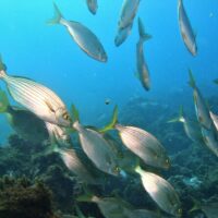 Snorkeling