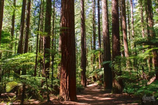 Best of Tauranga & Rotorua's Hidden Secrets - Shore Excursion
