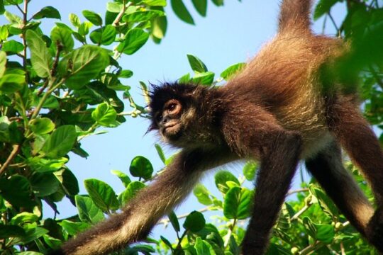 Private Tour Punta Laguna Monkey Sanctuary Zip Line