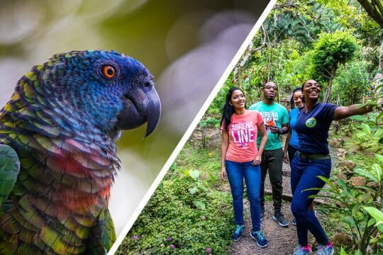St Lucia Jacquot Trail Hike at Rainforest Adventures