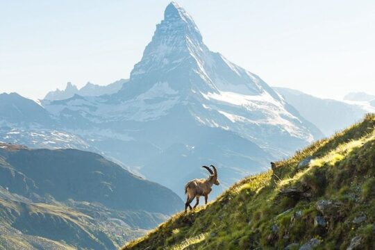 Private Tour to Zermatt from Zurich