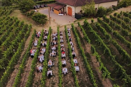 Guided Walk and Lunch in the Vineyard in Alba
