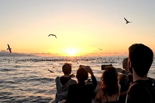 Sunset boat trip in Ponta do Cintrão