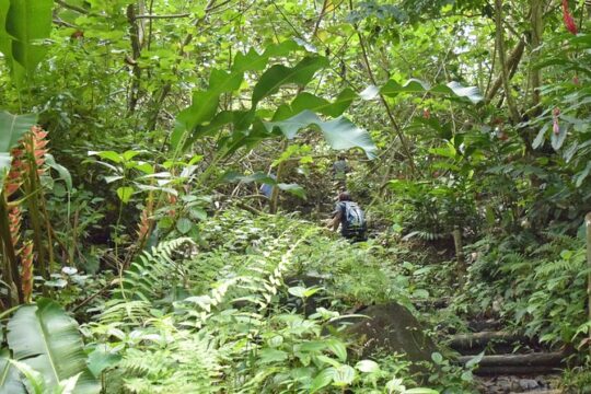 Natureworld St. Lucia hiking trail