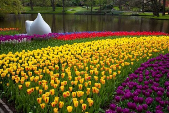 Tour to Keukenhof, Tulip Farm and Windmill Cruise from Amsterdam