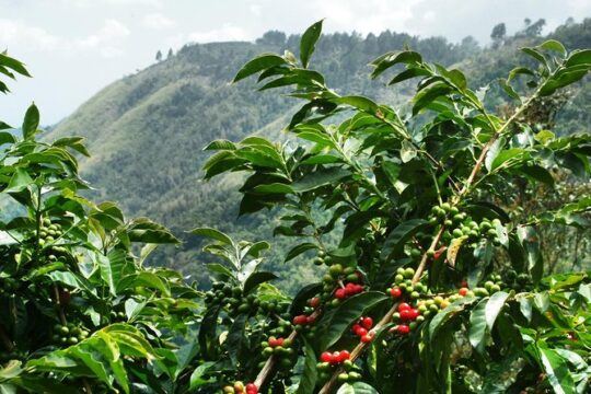 Blue Mountain Coffee Tour From Runaway Bay