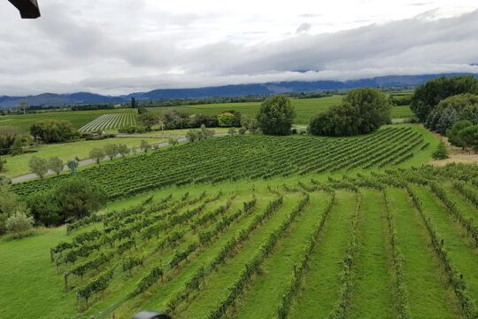 Full-Day Marlborough Catamaran Cruise with Wine Tour and Lunch