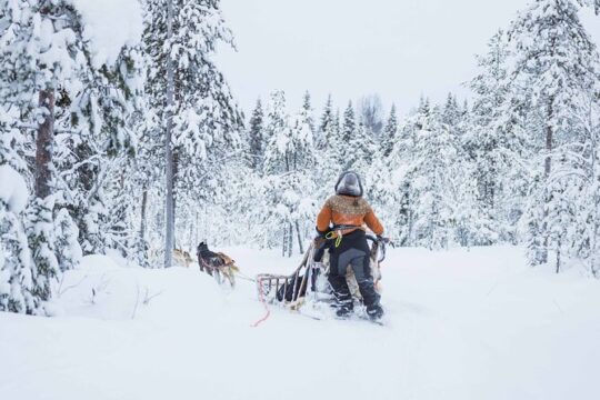 Husky Hugging and Sleigh Ride in Rovaniemi