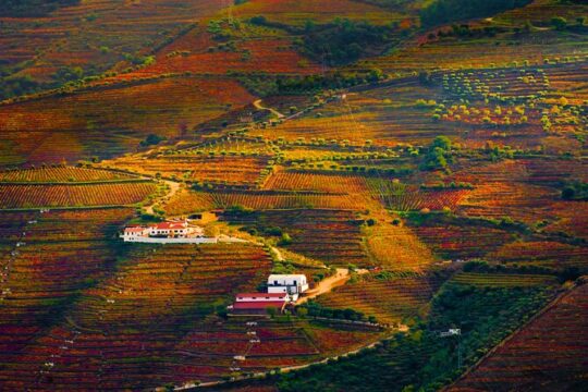 Discover the fascinating World of Portuguese Wines with Guide