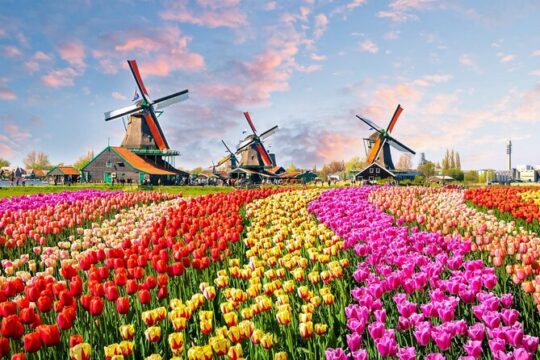 Private Keukenhof Tulip Fields Tour From Amsterdam