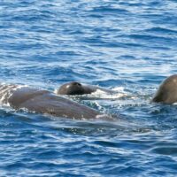 Dolphin & Whale Watching