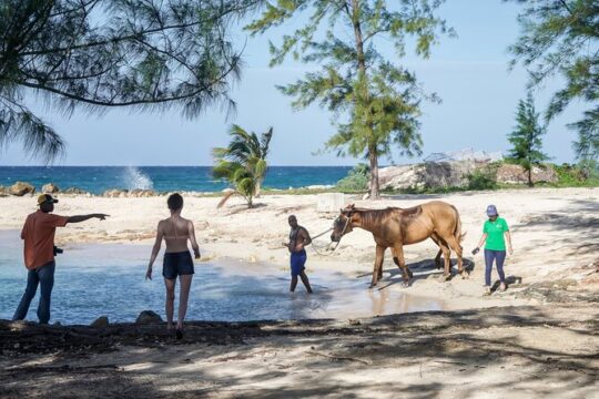 Horseback Riding , Blue Hole And Lunch from Ocho Rios