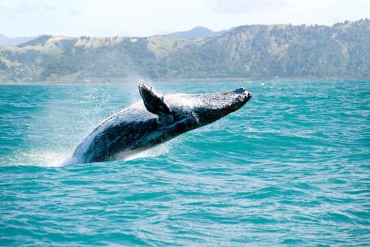 Whale Watching and Bacardi Island day trip from Punta Cana