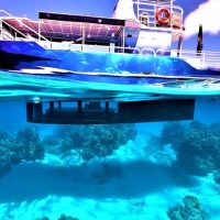 Dolphin & Whale Watching