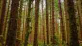 Sunny rainforest