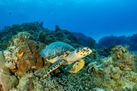 Fun dives Cozumel south marine park