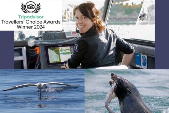 Albatross, Wildlife and Harbour Cruise