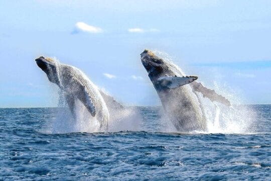 Private Full-Day Samaná Whale Watching Tour from Punta Cana